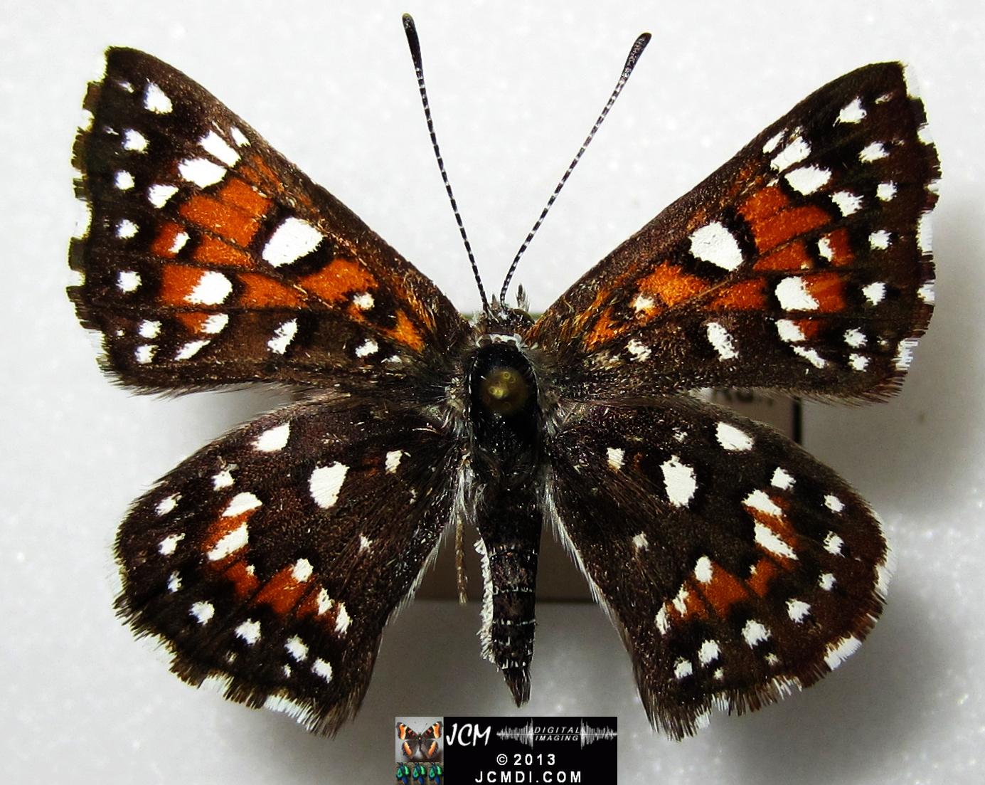 Apodemia mormo virguilti (Behr's Metalmark) images